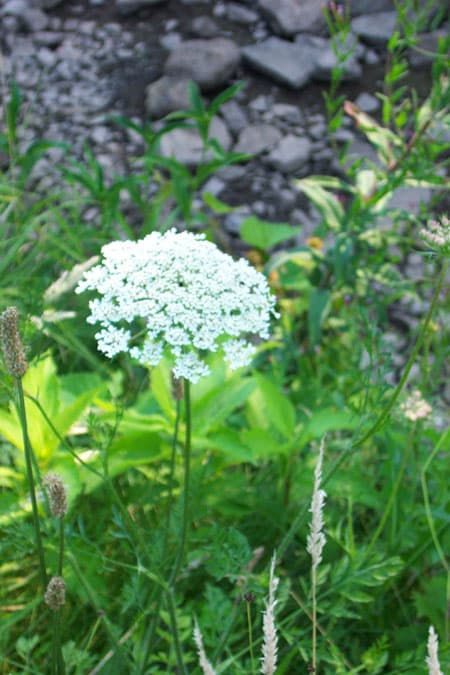 How to Grow Queen Anne's Lace Flowers. Queen Annes Lace Plants.